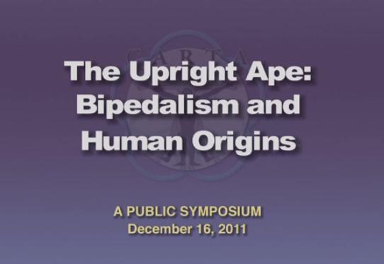Image: The Upright Ape: Bipedalism and Human Origins