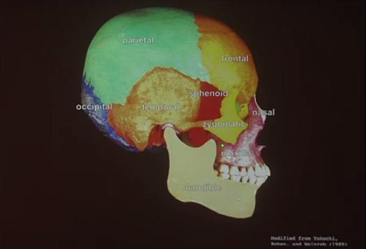 Image: Gateway to the Body: The Oral Cavity and Dentistry