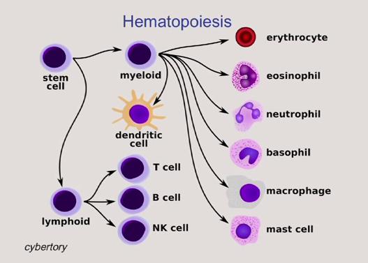 Image: The Immune System 101: It's a Jungle in There